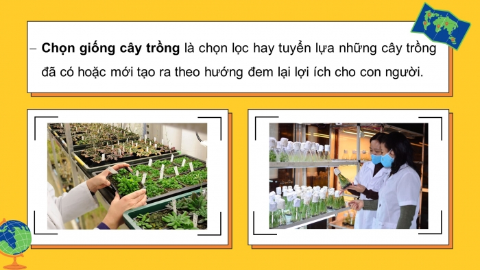 Giáo án điện tử công nghệ trồng trọt 10 cánh diều bài 10: Phương pháp chọn, tạo giống cây trồng