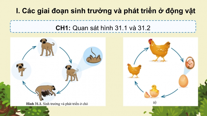 Giáo án điện tử KHTN 7 cánh diều – Phần sinh học bài 31: Sinh trưởng và phát triển ở động vật