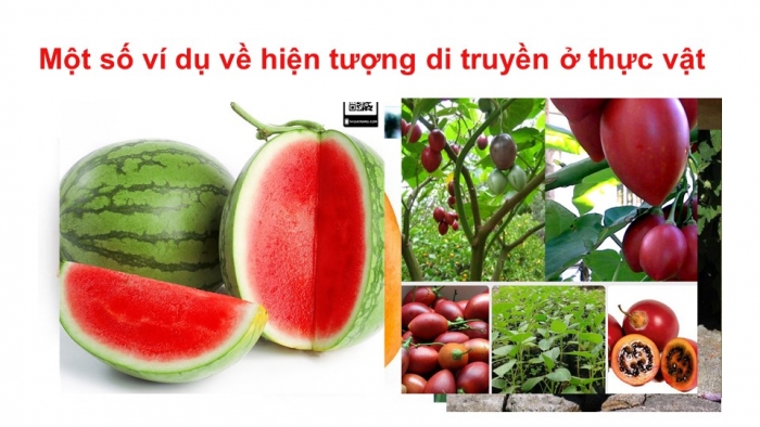 Giáo án điện tử sinh học 9 bài 1: Menđen và di truyền học