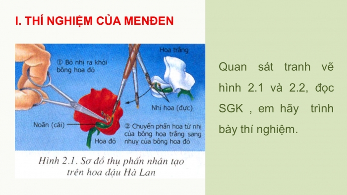 Giáo án điện tử sinh học 9 bài 2: Lai một cặp tính trạng