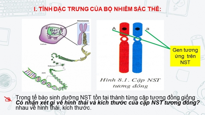 Giáo án điện tử sinh học 9 bài 8:  Nhiễm sắc thể