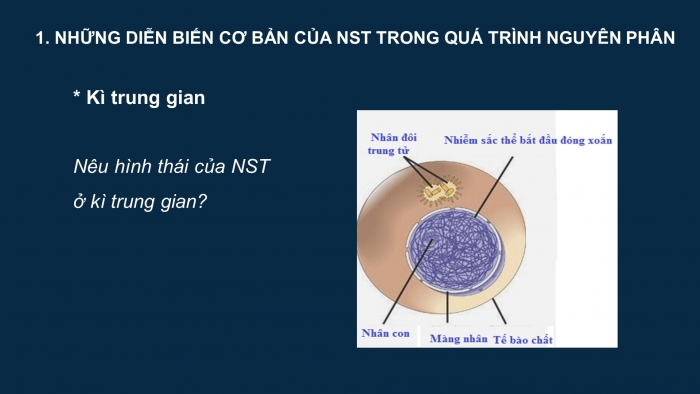 Giáo án điện tử sinh học 9 bài 9: Nguyên phân