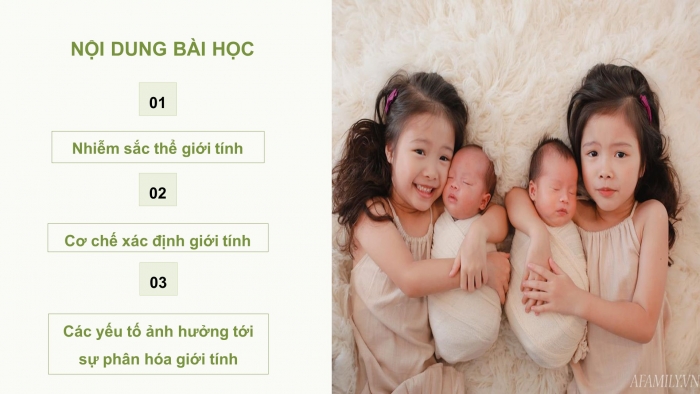 Giáo án điện tử sinh học 9 bài 12: Cơ chế xác định giới tính