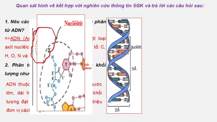 Giáo án điện tử sinh học 9 bài 15: ADN