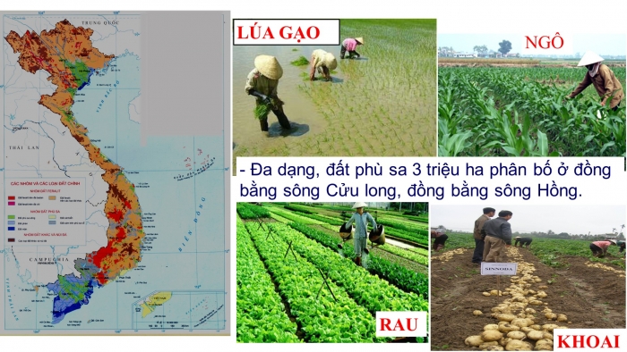 Giáo án điện tử địa lí 9 bài 7: Các nhân tố ảnh hưởng đến sự phát triển và phân bố nông nghiệp