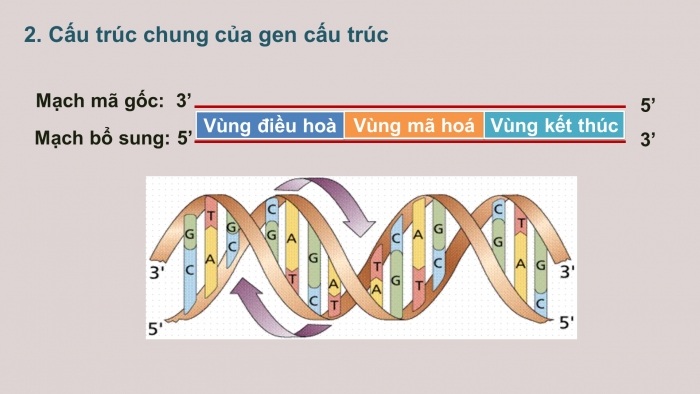 Giáo án điện tử Sinh học 12 bài 1: Gen, mã di truyền và quá trình nhân đôi ADN