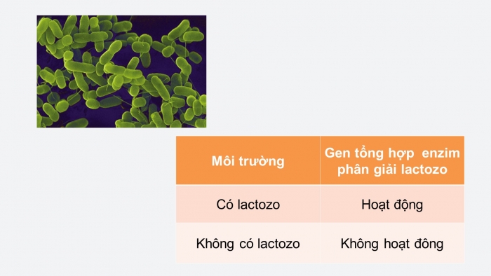 Giáo án điện tử Sinh học 12 bài 3: Điều hoà hoạt động gen