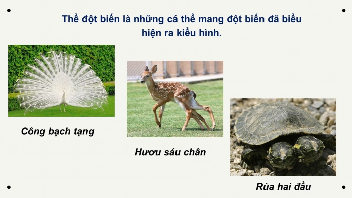 Giáo án điện tử Sinh học 12 bài 4: Đột biến gen