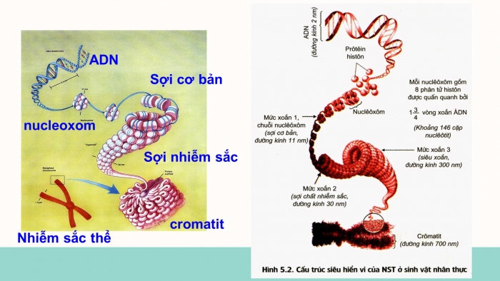 Giáo án điện tử Sinh học 12 bài 5: Nhiễm sắc thể và đột biến cấu trúc nhiễm sắc thể