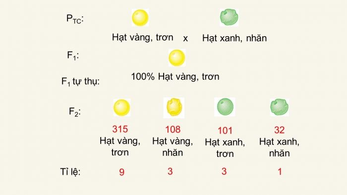 Giáo án điện tử Sinh học 12 bài 9: Quy luật Menđen: Quy luật phân li độc lập