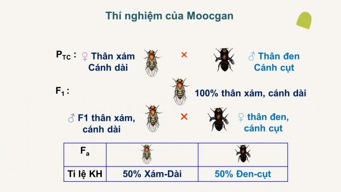 Giáo án điện tử Sinh học 12 bài 11: Liên kết gen và hoán vị gen