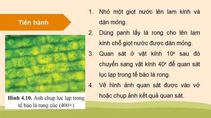 Giáo án điện tử Sinh học 11 cánh diều Bài 4: Quang hợp ở thực vật (P2)