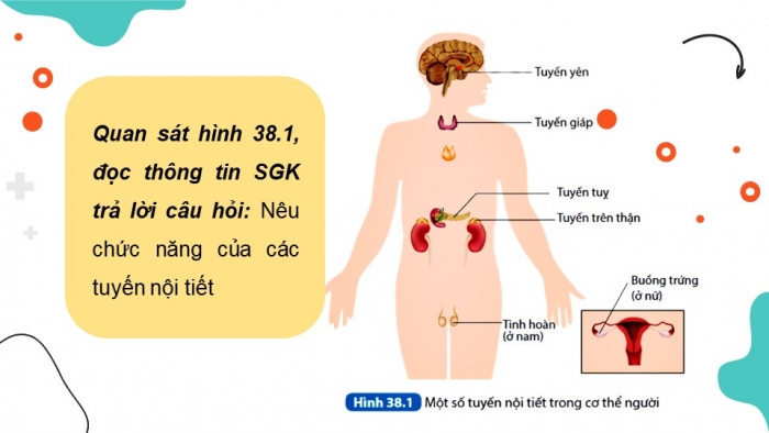 Giáo án điện tử KHTN 8 kết nối Bài 38: Hệ nội tiết ở người