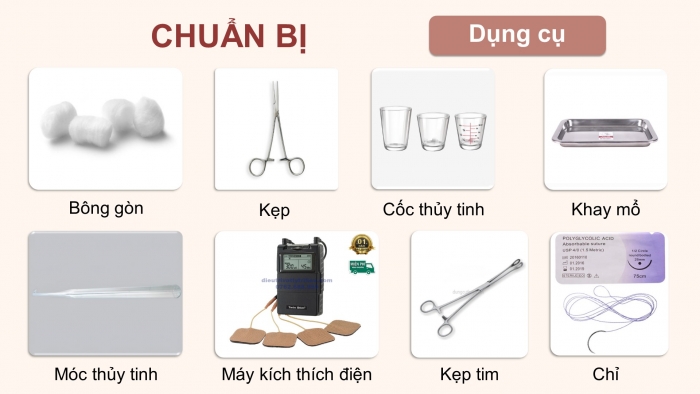 Giáo án điện tử Sinh học 11 chân trời Bài 11: Thực hành: Tìm hiểu hoạt động của hệ tuần hoàn