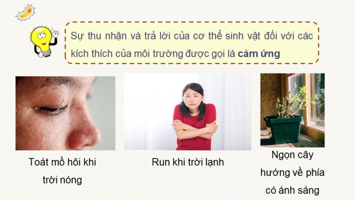 Giáo án điện tử Sinh học 11 chân trời Bài 14: Khái quát về cảm ứng ở sinh vật