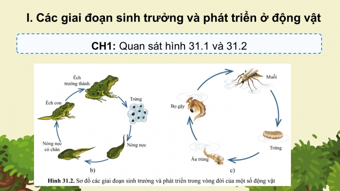 Giáo án điện tử KHTN 7 cánh diều – Phần sinh học bài 31: Sinh trưởng và phát triển ở động vật