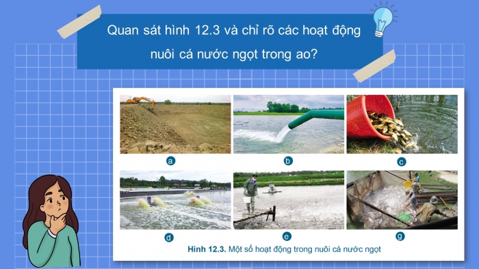  Giáo án điện tử công nghệ 7 cánh diều bài 12: Quy trình nuôi cá nước ngọt trong ao
