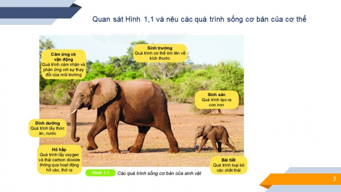 Giáo án powerpoint KHTN 6 kết nối tri thức