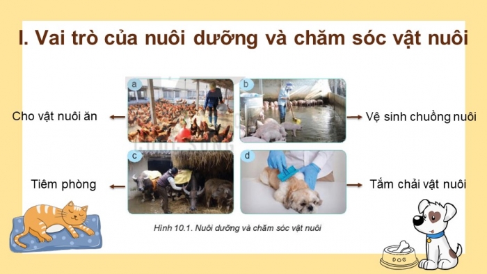 Bài giảng điện tử công nghệ 7 kết nối tri thức bài 10: Nuôi dưỡng và chăm sóc vật nuôi