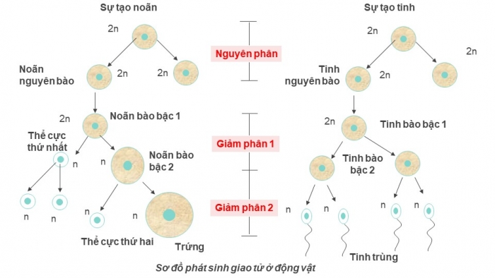 Giáo án điện tử sinh học 9 bài 11: Phát sinh giao tử và thụ tinh