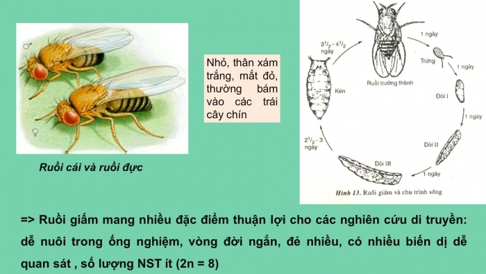 Giáo án điện tử sinh học 9 bài 13: Di truyền liên kết