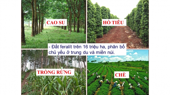 Giáo án điện tử địa lí 9 bài 7: Các nhân tố ảnh hưởng đến sự phát triển và phân bố nông nghiệp