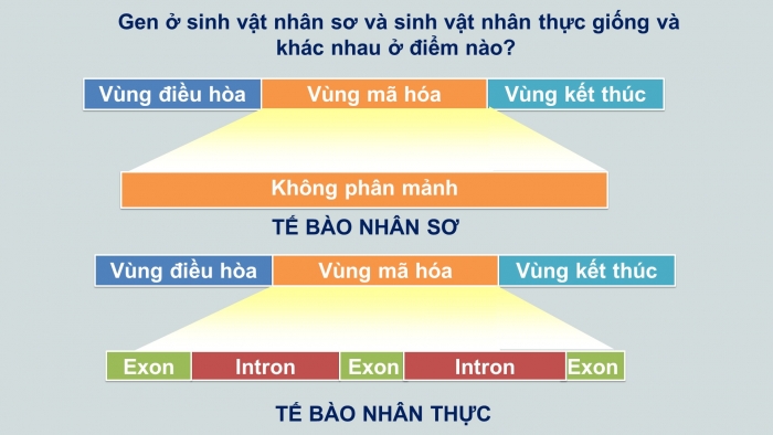 Giáo án điện tử Sinh học 12 bài 1: Gen, mã di truyền và quá trình nhân đôi ADN