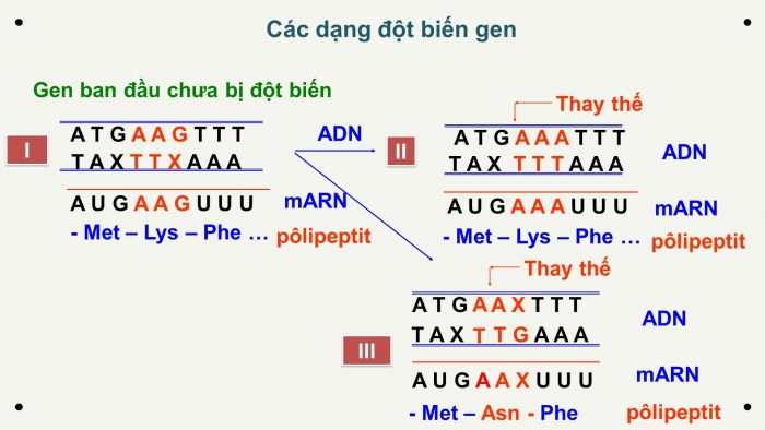 Giáo án điện tử Sinh học 12 bài 4: Đột biến gen