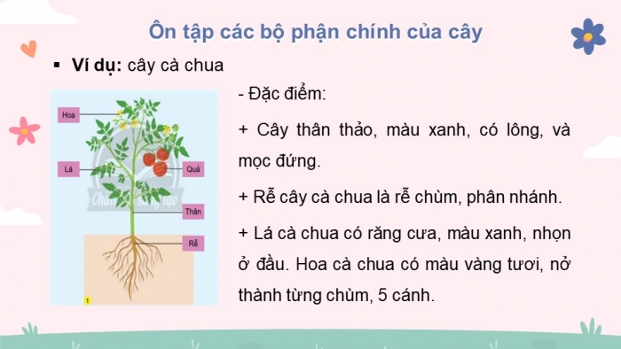 Giáo án điện tử bài 19: Ôn tập chủ đề thực vật và động vật