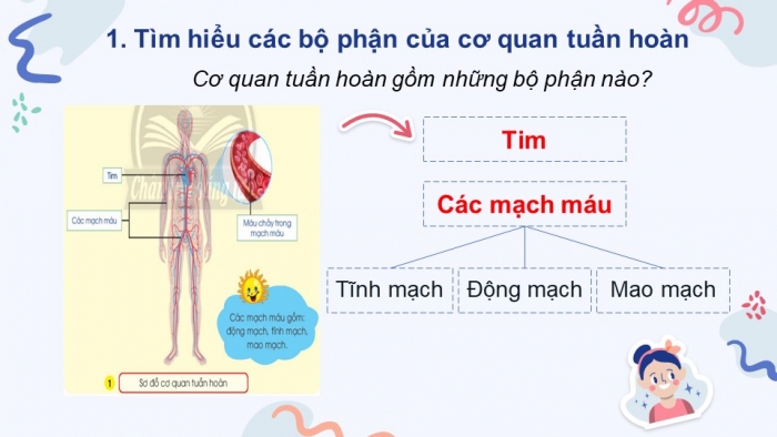 Giáo án điện tử bài 21: Cơ quan tuần hoàn