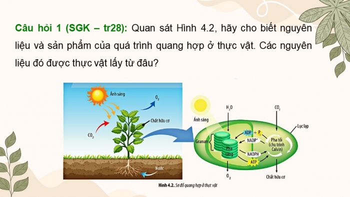 Giáo án điện tử Sinh học 11 chân trời Bài 4: Quang hợp ở thực vật (P1)