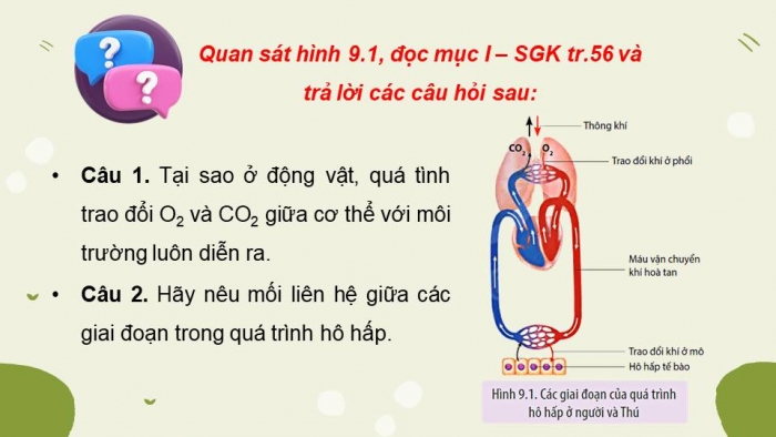 Giáo án điện tử Sinh học 11 chân trời Bài 9: Hô hấp ở động vật