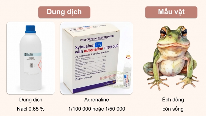 Giáo án điện tử Sinh học 11 chân trời Bài 11: Thực hành: Tìm hiểu hoạt động của hệ tuần hoàn