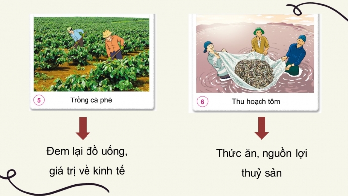 Giáo án điện tử tự nhiên và xã hội 3 cánh diều bài 9: Hoạt động sản xuất nông nghiệp