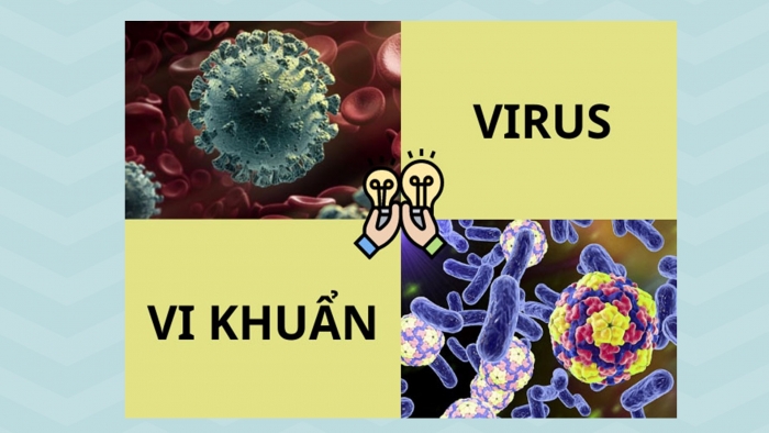 Giáo án điện tử sinh học 10 kết nối bài 26: Thực hành - Điều tra một số bệnh do virus & tuyên truyền phòng chống bệnh