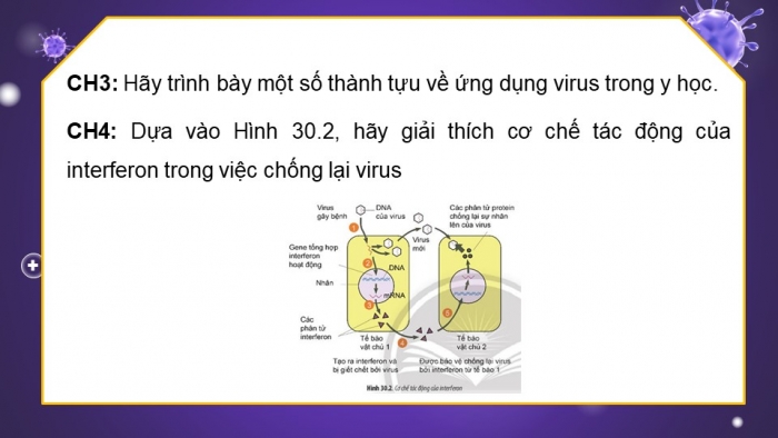Giáo án điện tử sinh học 10 chân trời bài 30: Ứng dụng của virus trong y học và thực tiễn