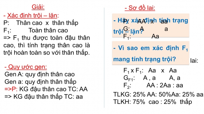 Giáo án điện tử sinh học 9 bài 7: Bài tập chương I