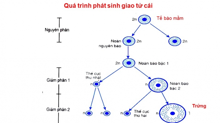 Giáo án điện tử sinh học 9 bài 11: Phát sinh giao tử và thụ tinh