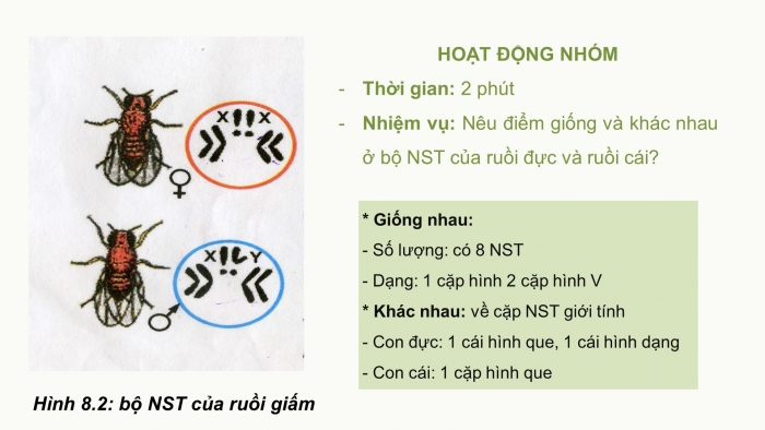 Giáo án điện tử sinh học 9 bài 12: Cơ chế xác định giới tính