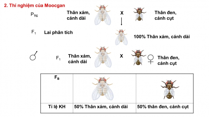 Giáo án điện tử sinh học 9 bài 13: Di truyền liên kết