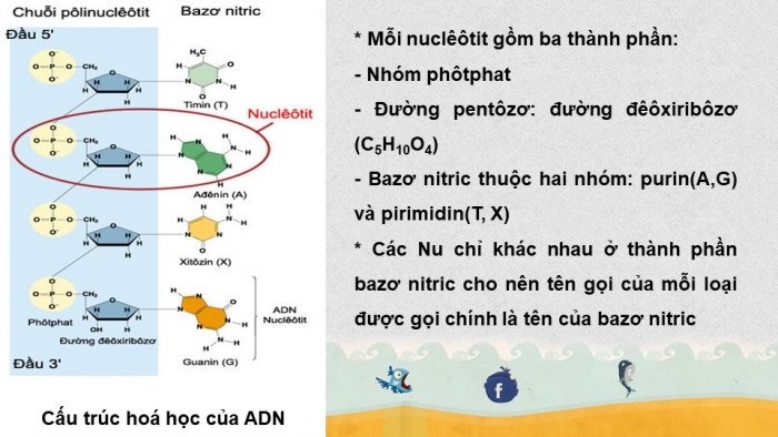 Giáo án điện tử sinh học 9 bài 15: ADN