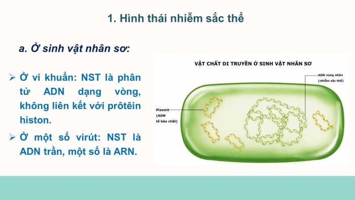 Giáo án điện tử Sinh học 12 bài 5: Nhiễm sắc thể và đột biến cấu trúc nhiễm sắc thể