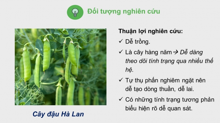 Giáo án điện tử Sinh học 12 bài 8: Quy luật Menđen: Quy luật phân li