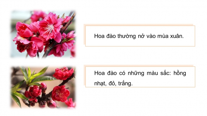 Giáo án điện tử Công nghệ 4 cánh diều Bài 2: Một số loại hoa phổ biến