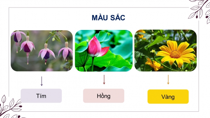 Giáo án điện tử Mĩ thuật 8 chân trời (bản 2) Bài 1: Vẽ và cách điệu hoa lá