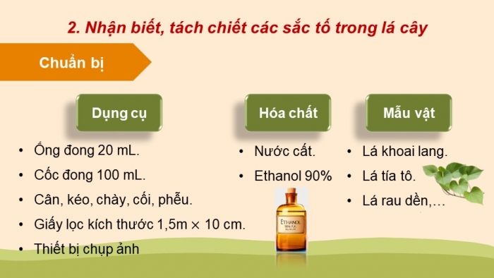 Giáo án điện tử Sinh học 11 cánh diều Bài 4: Quang hợp ở thực vật (P2)