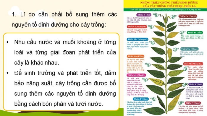 Giáo án điện tử KHTN 8 kết nối Bài 12: Phân bón hoá học