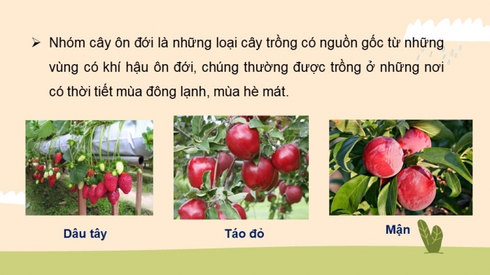 Giáo án điện tử công nghệ 10 – Trồng trọt kết nối bài 2: Cây trồng và các yếu tố chính trong trồng trọt