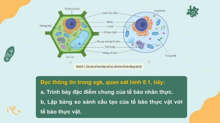 Giáo án điện tử sinh học 10 kết nối bài 8: Tế bào nhân thực