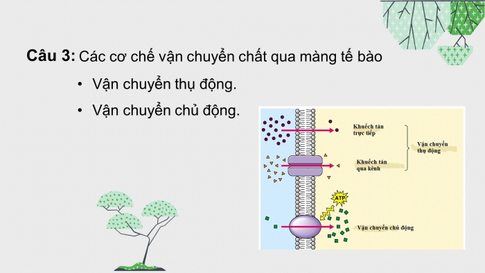 Giáo án điện tử sinh học 10 kết nối bài 10: Trao đổi chất qua màng tế bào